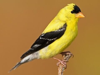 Wildcanary
